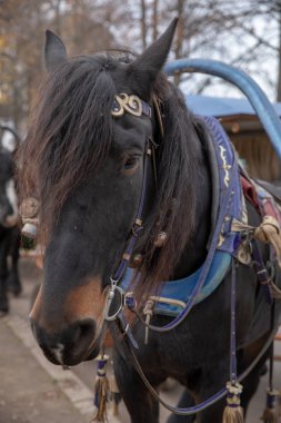 güzel siyah at koşum takımı içinde