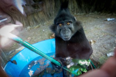 karışık-breed maymun şempanze ve bonobo arasında