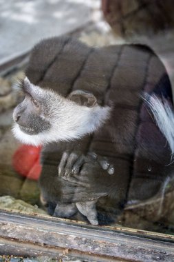 karışık-breed maymun şempanze ve bonobo arasında.