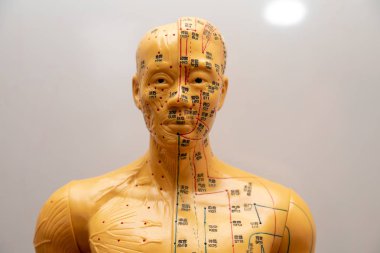 Geleneksel Çince akupunktur modeli bebek