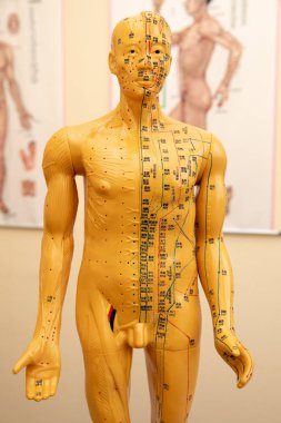 Geleneksel Çince akupunktur modeli bebek