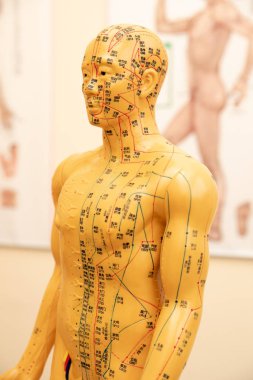 Geleneksel Çince akupunktur modeli bebek