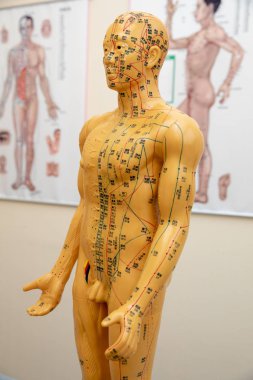 Geleneksel Çince akupunktur modeli bebek
