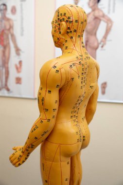 Geleneksel Çince akupunktur modeli bebek