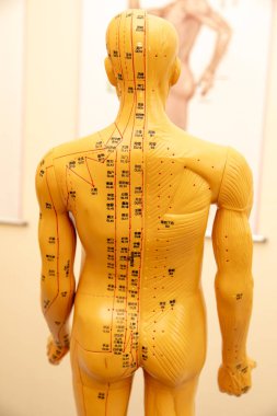 Geleneksel Çince akupunktur modeli bebek