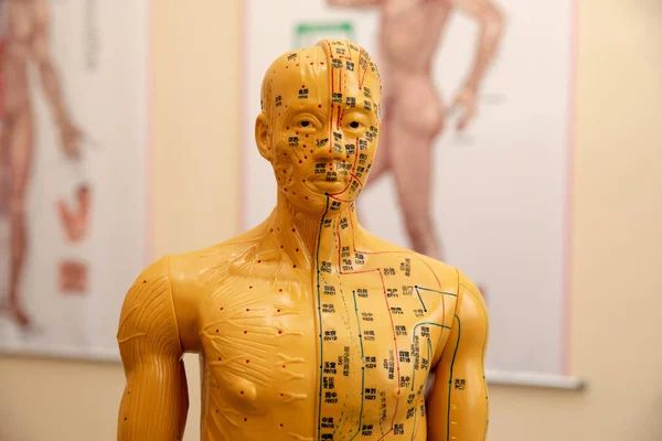 Traditional Chinese Acupuncture Model doll