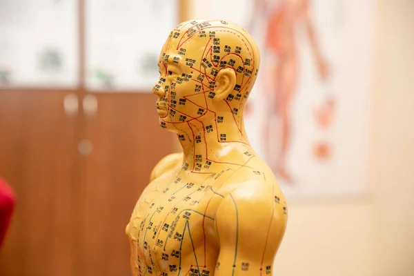 Traditional Chinese Acupuncture Model doll