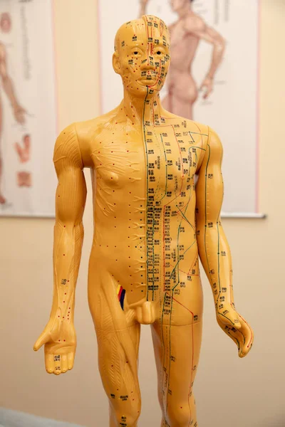 Traditional Chinese Acupuncture Model doll