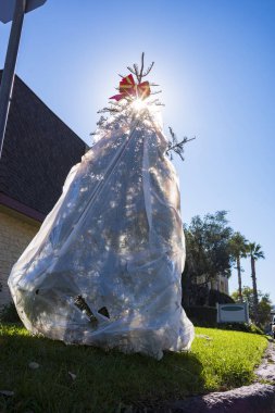 Çöpe atılmış Noel ağacı 