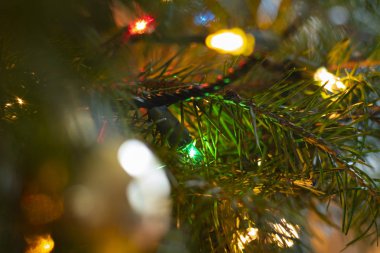 Bir Douglas Noel ışıkları ve süs eşyaları Makro fotoğraf