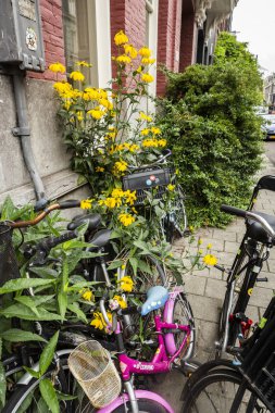 Amsterdam'da bisiklet kullanımı son 2 yılda %40'tan fazla arttı