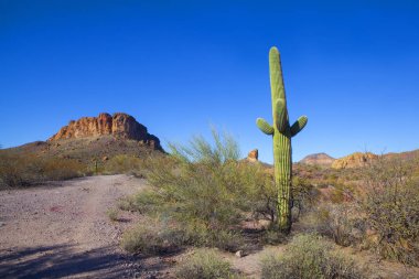 Kuru, Arizona çöl bulutsuz bir günde güneybatı Amerika Birleşik Devletleri'nde bulunan. 