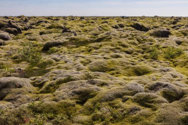 Bulutlu bir gökyüzü ve yosunlarla kaplı eski lav tarlası. 