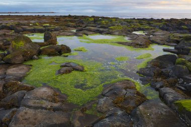 Gün batımında İzlanda, Reykjavik yakınlarındaki Rocky sahili.