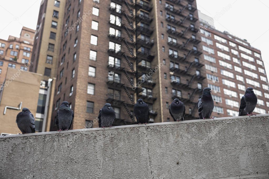 A row of pigeons resting on a wall in a urban setting