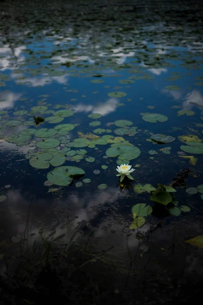 Ein Vertikales Bild Einer Einsamen Seerosenblume Blüht Einem Teich Upstate — Stockfoto