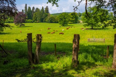 Sığırlar, Perth, İskoçya, İngiltere yakınlarındaki çimenli bir arazide bulutlu bir yaz gününde otlarlar. Büyük Britanya 'da 20' den fazla inek türü var.. 