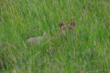 Kameraya bakan bir aslan yavrusu, Maasai Mara Ulusal Rezervi, Kenya, Afrika 'daki savanın yeşil uzun otlarının kamuflajında dinleniyor.. 