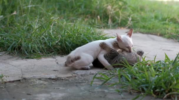 Simpatici Gattini Stanno Giocando Insieme Con Divertimento — Video Stock