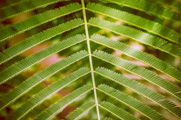 Grünes Blatt Hintergrund Der Natur — Stockfoto