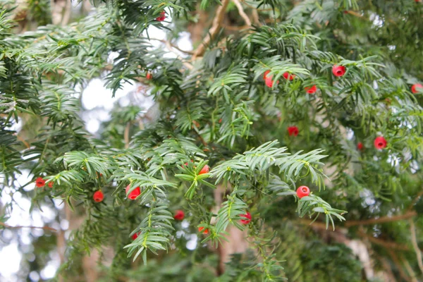 Amazing Yew Berry Tree — Stock Photo, Image