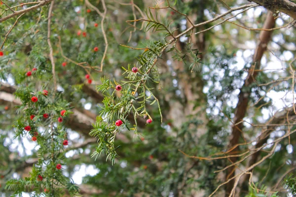 Stupefacente Tasso Albero Bacche — Foto Stock