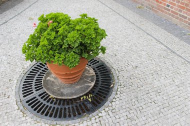 Kırmızı Sardunya çiçekleri Bahçe avlusunda closeup parke taş, Seramik kaplar