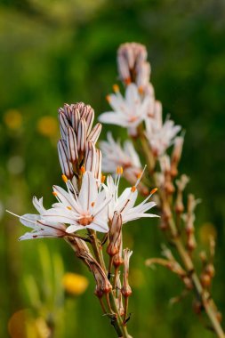 asphodelus aestivus fiore, Akdeniz'de yaygın bir bitki, pembe tonları ile beyaz renkli