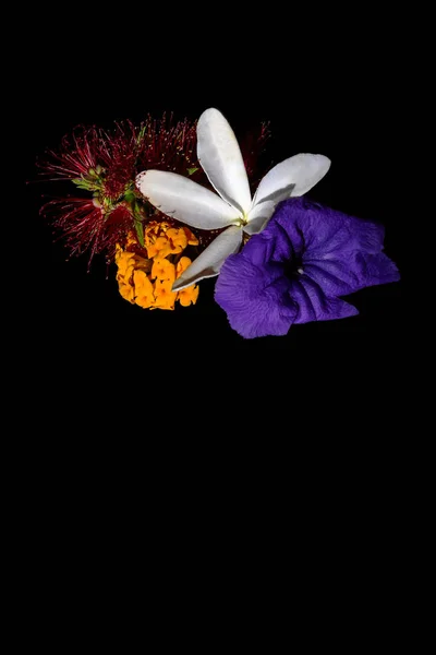 siyah arka plan ile izole çiçek demet