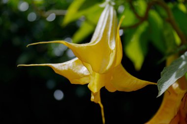 Brugmansia arborea, solanaceae ailesinin çiçekli bitki türüdür. Iucn, Brugmansia arborea'yı vahşi doğada nesli tükenmiş olarak sınıflandırmıştır. And Eslerinden geliyor..