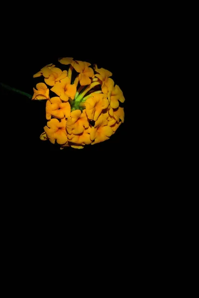 siyah arka plan ile güzel sarı çiçek