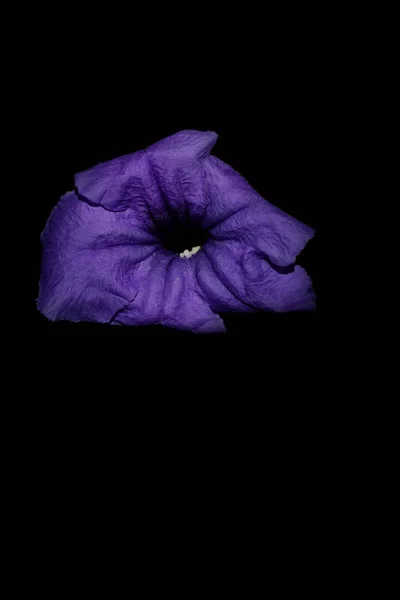 siyah arka plan ile güzel mor çiçek