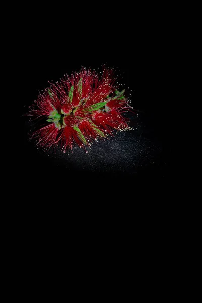 siyah arka plan ile güzel bir kırmızı çiçek