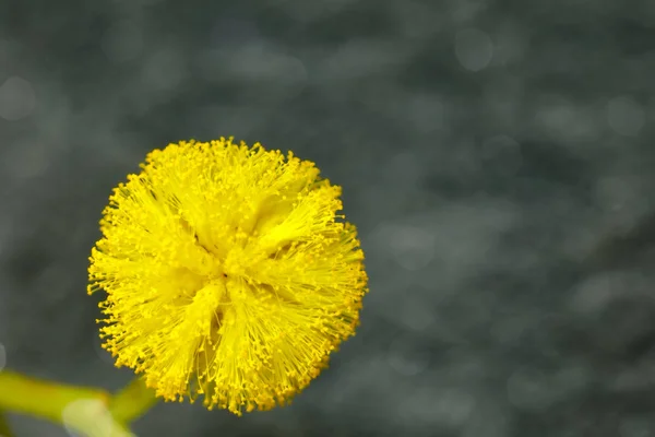 polen ile sarı Akasya çiçek