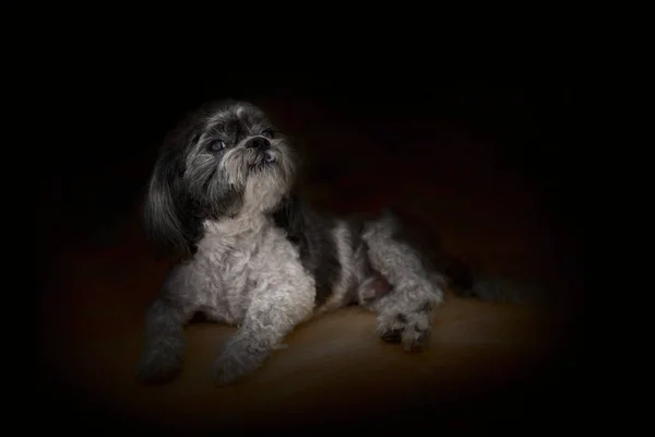 Yüksek çözünürlüklü siyah arka planlı köpek