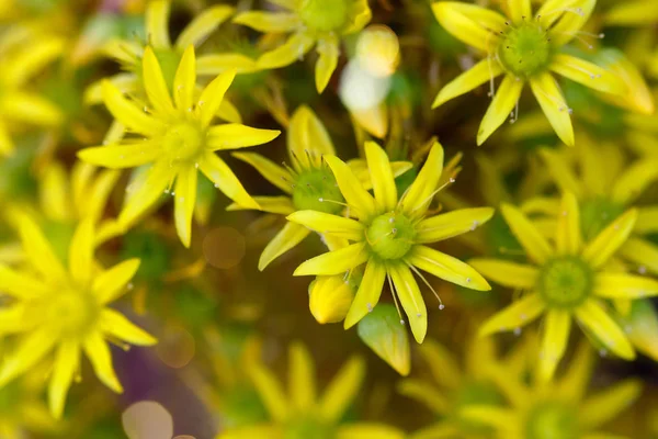 lezzetli bir bitkiden sarı çiçekler