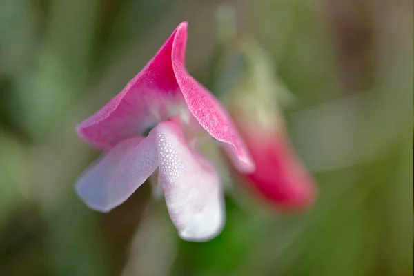 Divoká Květina Rodu Fuchsiová — Stock fotografie