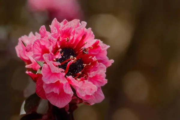 pembe çiçek veya bahçe fuşyası