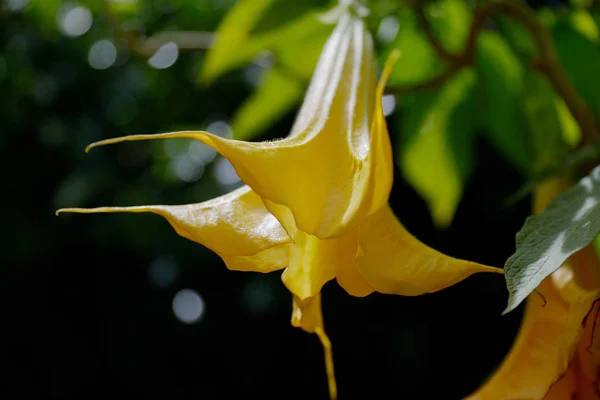Brugmansia Arborea Andělská Trumpeta Druh Kvetoucí Rostliny Čeledi Solanaceae Iucn — Stock fotografie