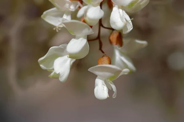 Robinia pseudoacacia, genellikle siyah çekirge olarak kendi topraklarında bilinen, güneydoğu Amerika Birleşik Devletleri kökenli bir orta ölçekli yaprak döken ağaç