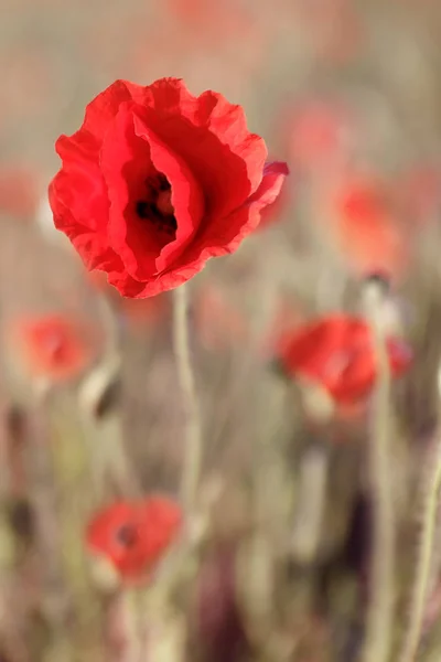 kırsal arka plan ile harika kırmızı haşhaş