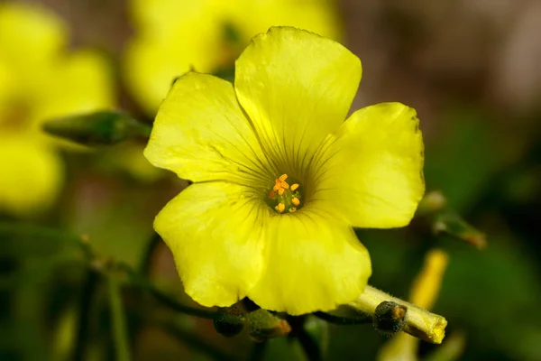 Čtyřlistový Ježna Divoké Květiny Žlutá — Stock fotografie