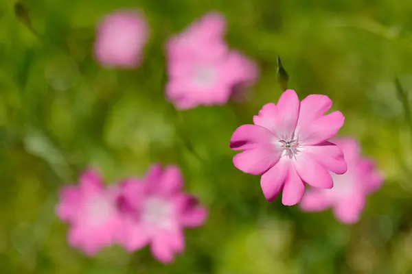 kır çiçekleri, fuşya veya pembe renk
