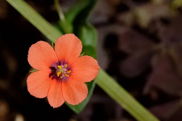 adı ile portakal çiçeği veya şeftali 