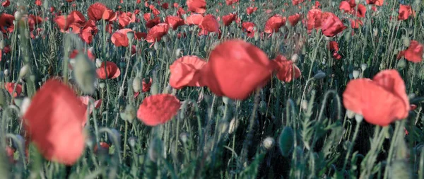 kırsal arka plan ile kırmızı haşhaş harika alan