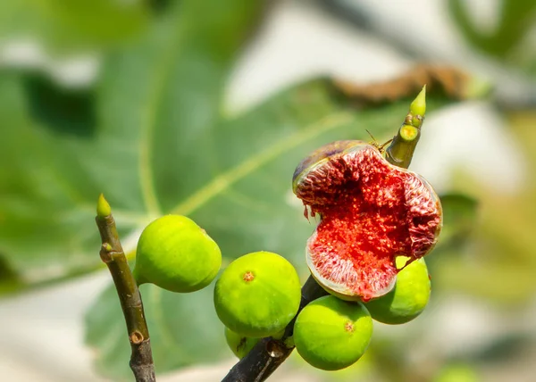 Güney İtalya'da çok yaygın olan İncir ağacı meyvesi; reçel veya kurutulmuş meyve yapmak için kullanılan.