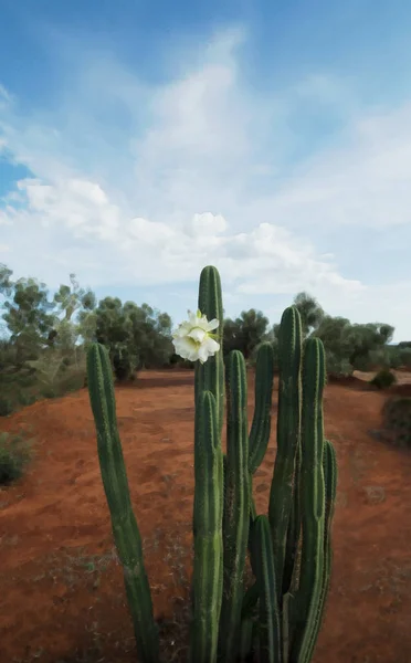 yeşil kaktüs; Yağ bitki Güney-İtalya'nın kırmızı topraklarda batırılmış. bu bitkinin çiçek açtığı nadir bir durum