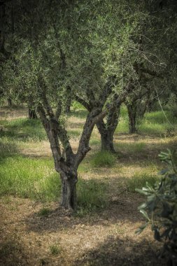 Zakintos adasında yeşil zeytin ağaçları
