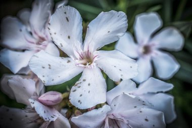 Yakın plan beyaz zakkum çiçekleri.