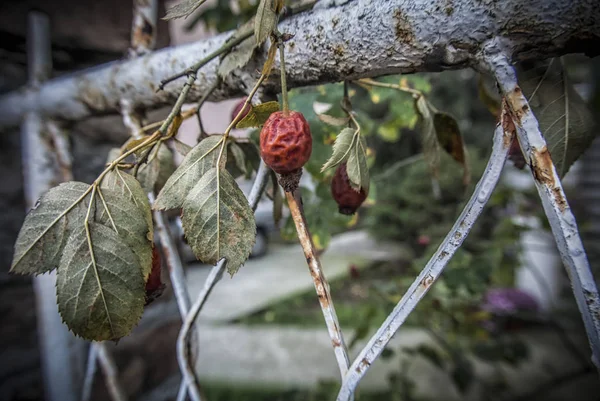 Suche Biodro Gałęzi Białym Ogrodzeniu Autumn — Zdjęcie stockowe